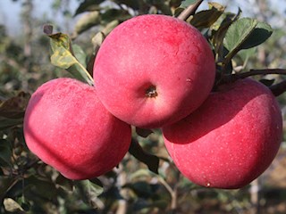  苹果新优品种简介