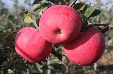  苹果新优品种简介