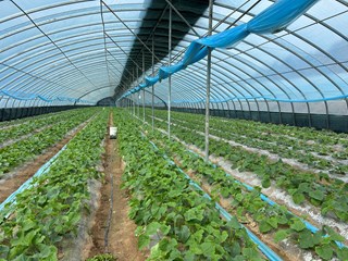 庆城县：冬棚添新绿 “甜蜜”产业孕育新希望