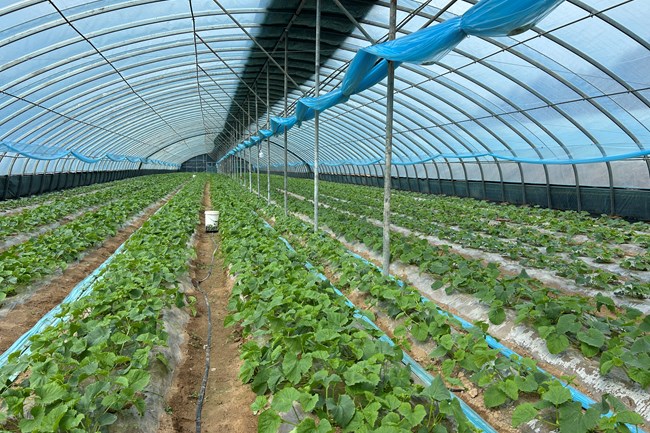 庆城县：冬棚添新绿 “甜蜜”产业孕育新希望