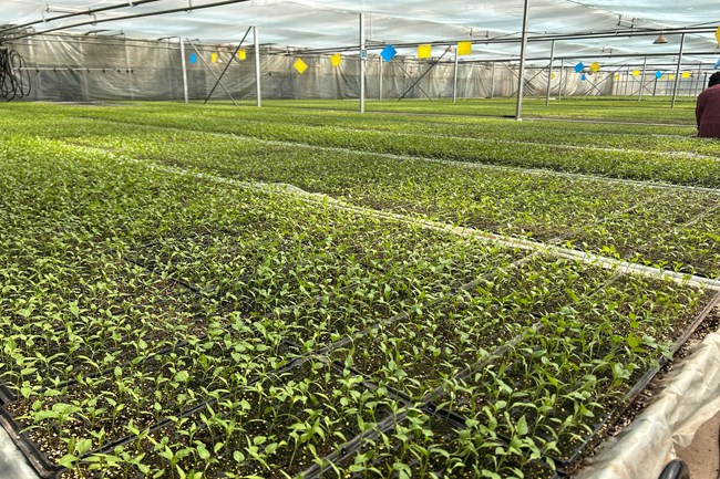 庆城：不负春光育好苗 绘就春耕新画卷